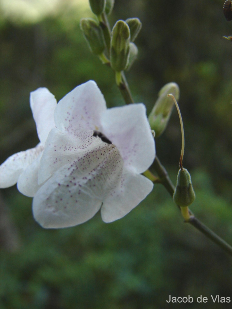 Asystasia chelonoides Nees